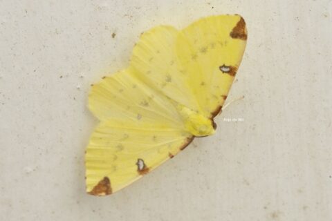 Felgele mot met bruine vlekken, rust op een lichte, besmeurde achtergrond.