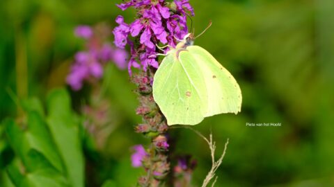 Citroenvlinder op paarse bloemen tegen groene achtergrond.