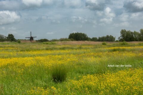 Groen veld met gele bloemen, molen op de achtergrond, bewolkte lucht.