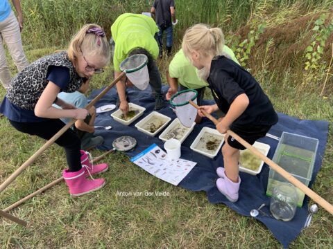 Kinderen onderzoeken waterleven met schepnetten en bakken in gras.