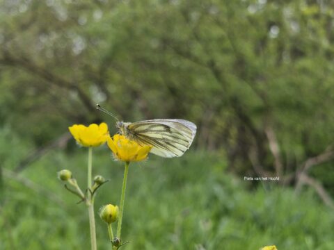 Wit vlindertje op een gele bloem tegen een groene, wazige achtergrond.