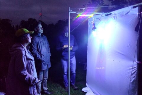 Mensen observeren nachtvlinders bij een verlicht wit doek buiten in het donker.
