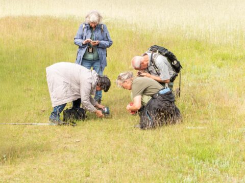 Vier mensen observeren de natuur in een grasveld.