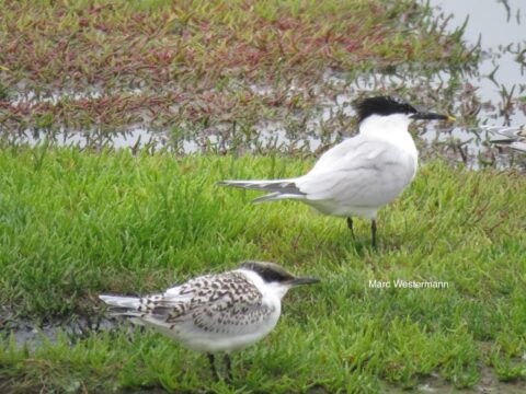 Twee sterns staan op gras met water en planten op de achtergrond.