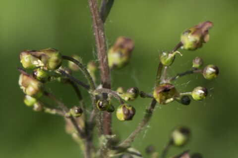 Close-up van groene plantknoppen met webdraad tegen een onscherpe groene achtergrond.