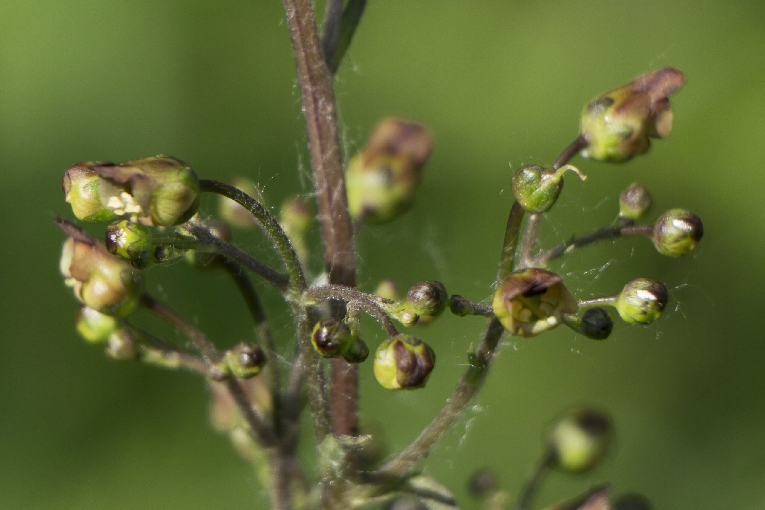 Close-up van groene plantknoppen met webdraad tegen een onscherpe groene achtergrond.