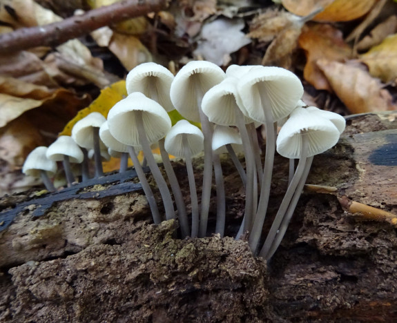 bundelmycena