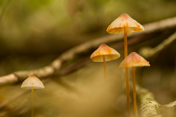 Prachtmycena