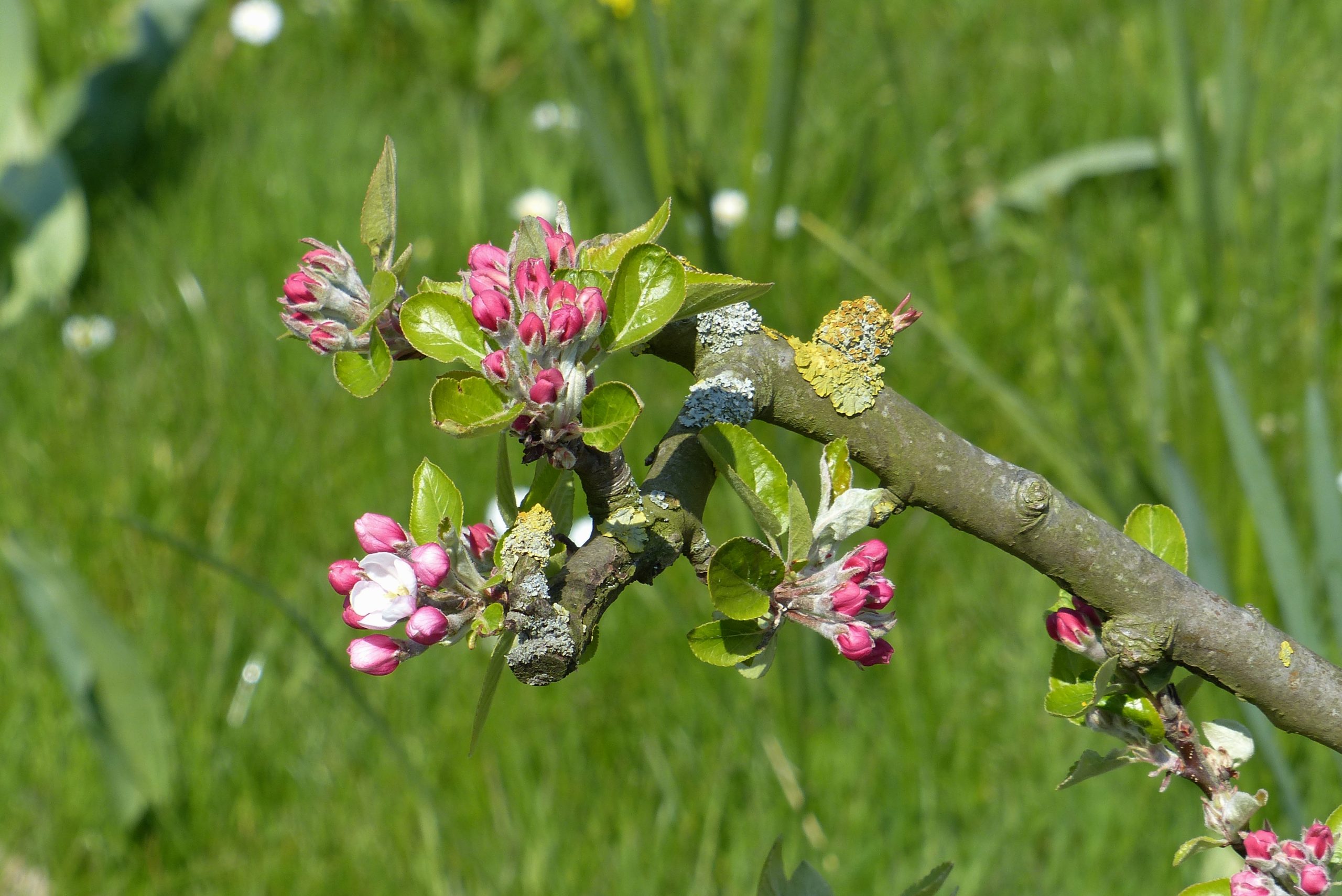 Tak met roze bloesemknoppen en groene bladeren tegen een wazige grasachtergrond.