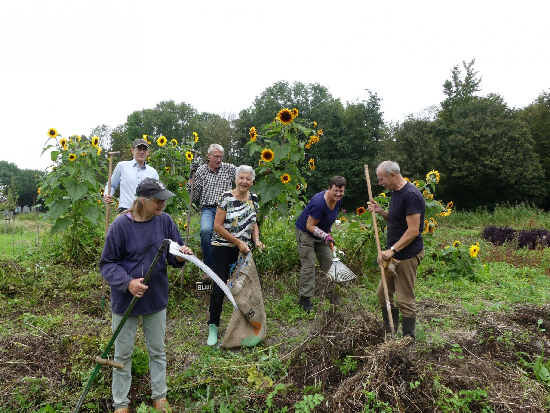 werkgroep met zonnebloemen