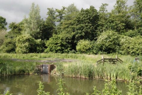 Vijver met riet, houten hek en weelderig groen bos op de achtergrond onder bewolkte hemel.