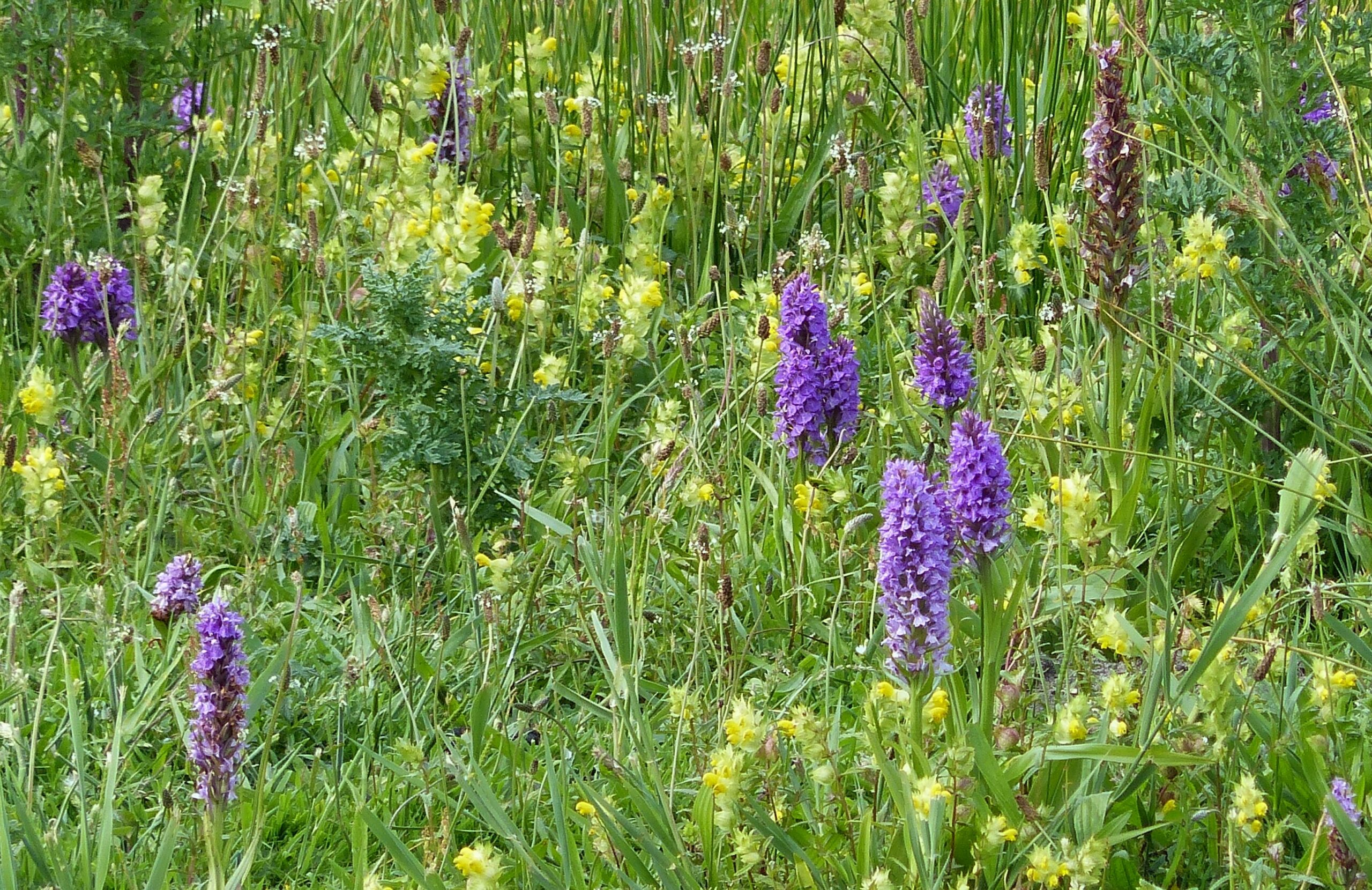 Wilde bloemenweide met paarse en gele bloemen tussen hoog gras.