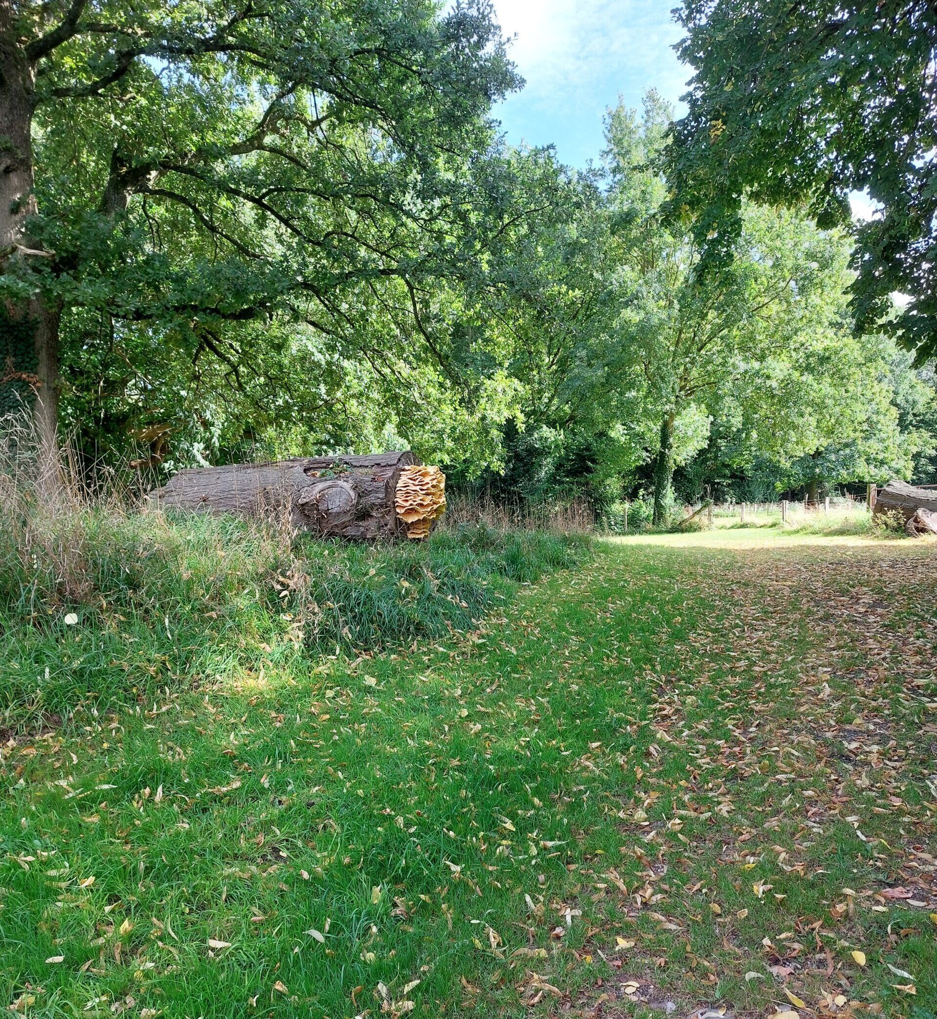 Omgevallen boomstam langs een groen bospad, omgeven door dichte loofbomen.