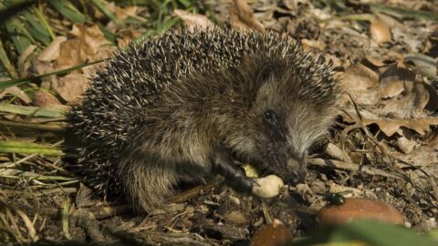 Een egel snuffelt tussen bladeren en takken op de grond.