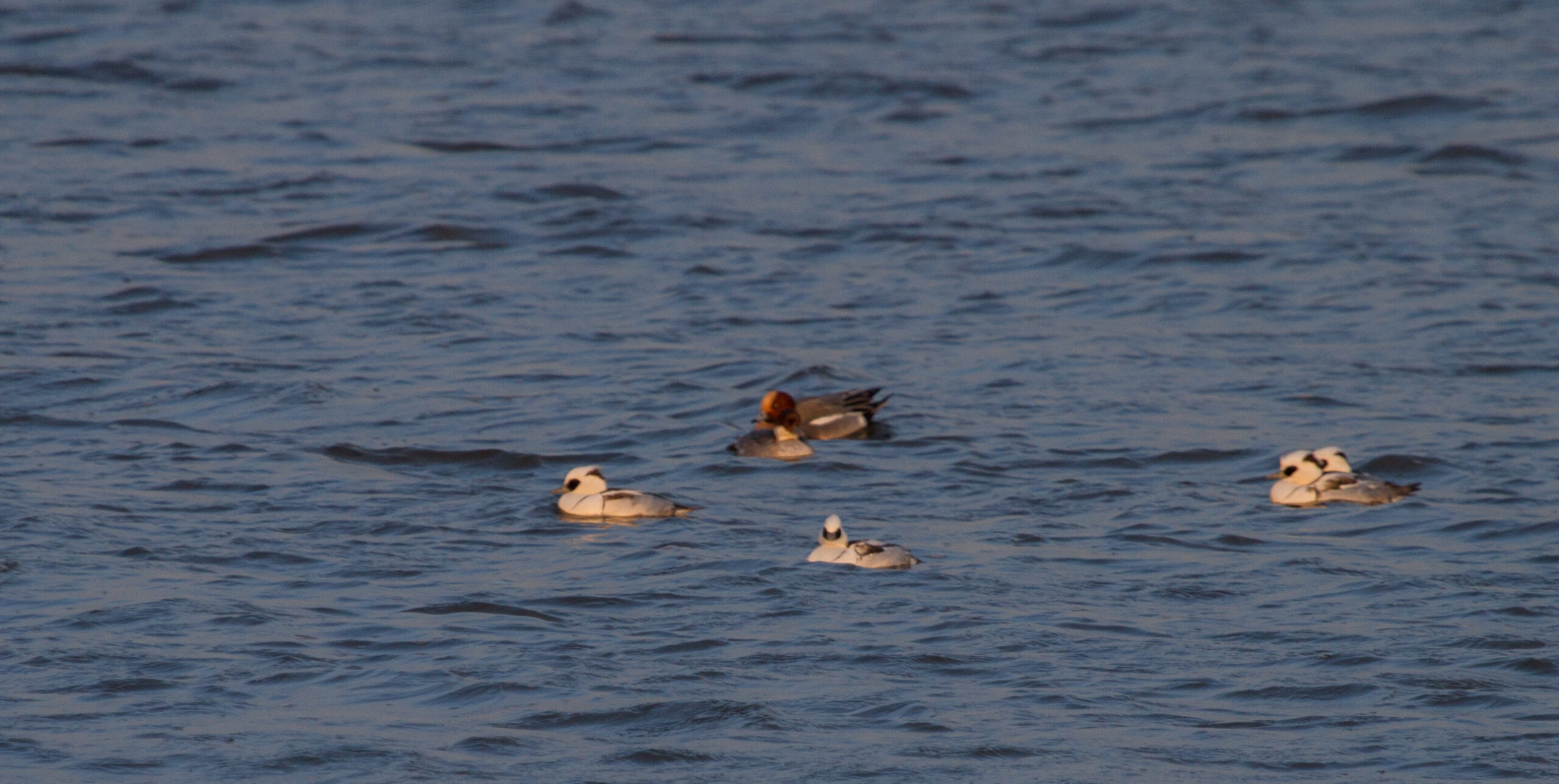 Eenden zwemmen in een wateroppervlak onder een bewolkte hemel.