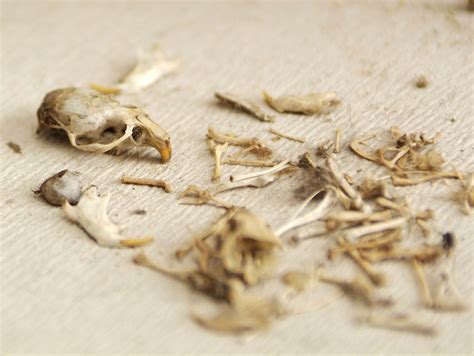 Een verzameling kleine dierenbotten en een schedel op een beige oppervlak.