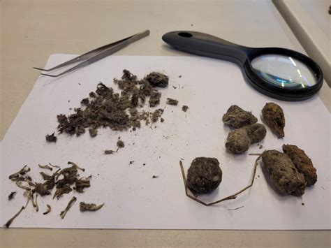 Uilenballen, pincet en vergrootglas op een tafel voor dissectie.