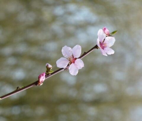 Twijg met roze bloesems op een wazige, groene achtergrond.