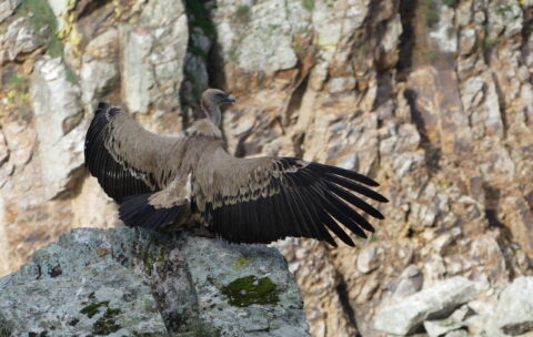 Gier spreidt vleugels op een rots, met rotsachtige achtergrond.