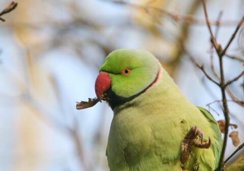 Groene papegaai met rode snavel eet een blaadje op een tak voor een wazige achtergrond.