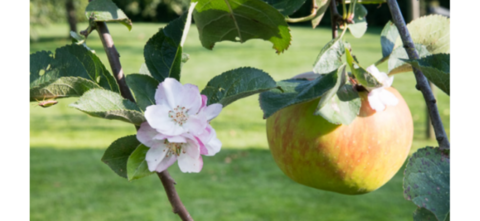 Een appelbloesem en rijpe appel aan een tak met groene bladeren.