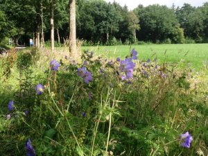Symposium Bijen, bermen, biodiversiteit