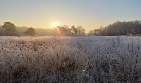 Holtingerveld