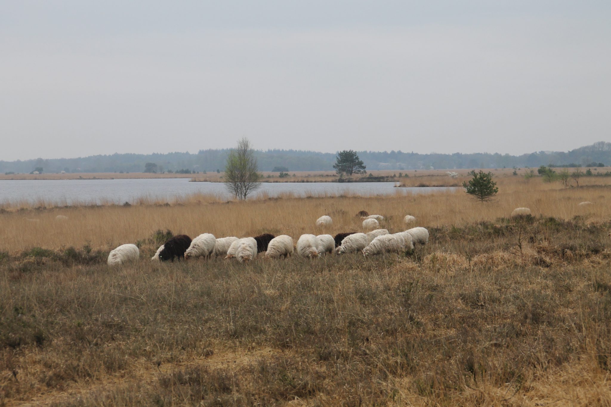 Dwingelderveld