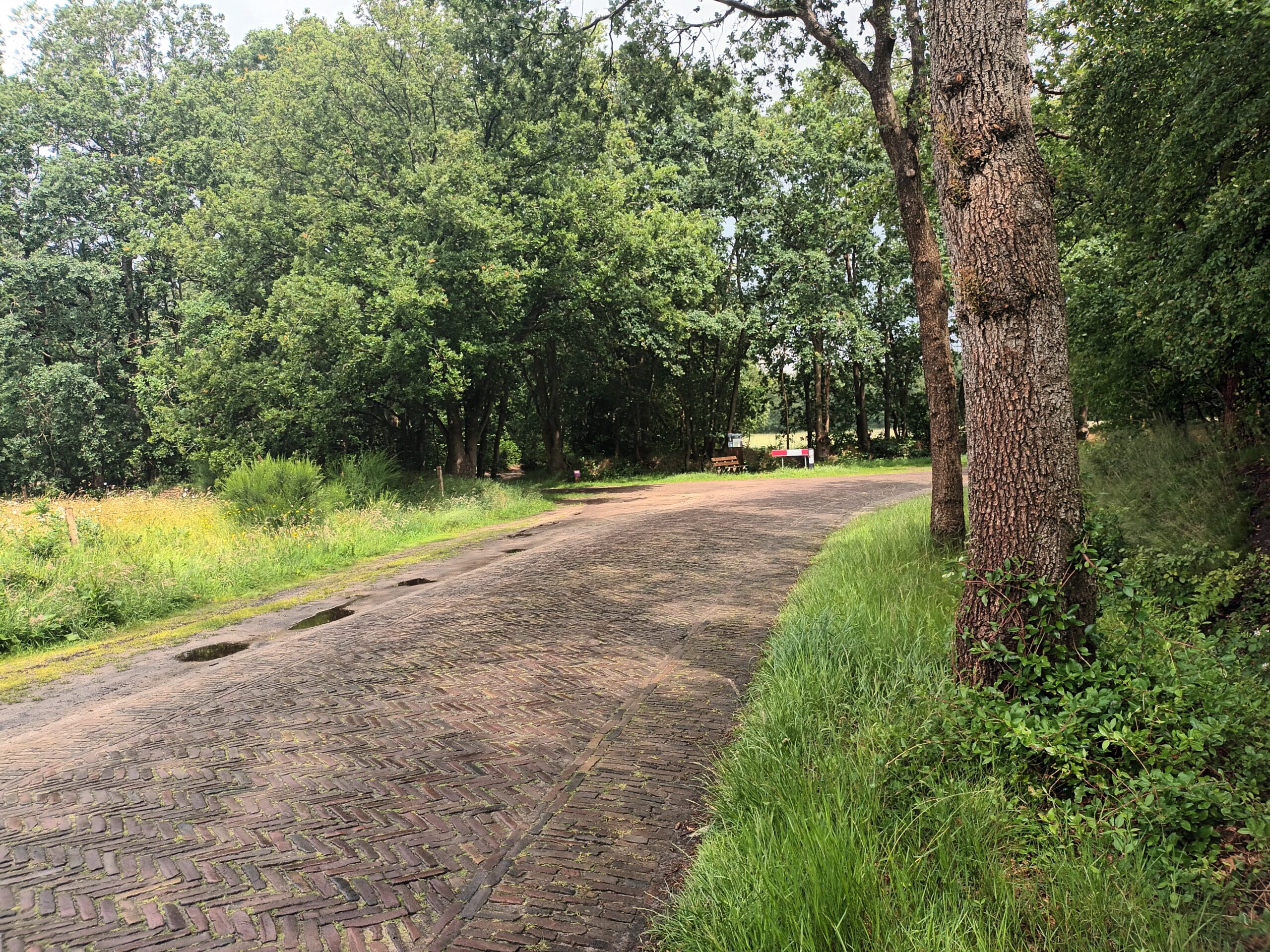 Een kronkelende, met bomen omzoomde weg met groene berm en een bankje verderop.