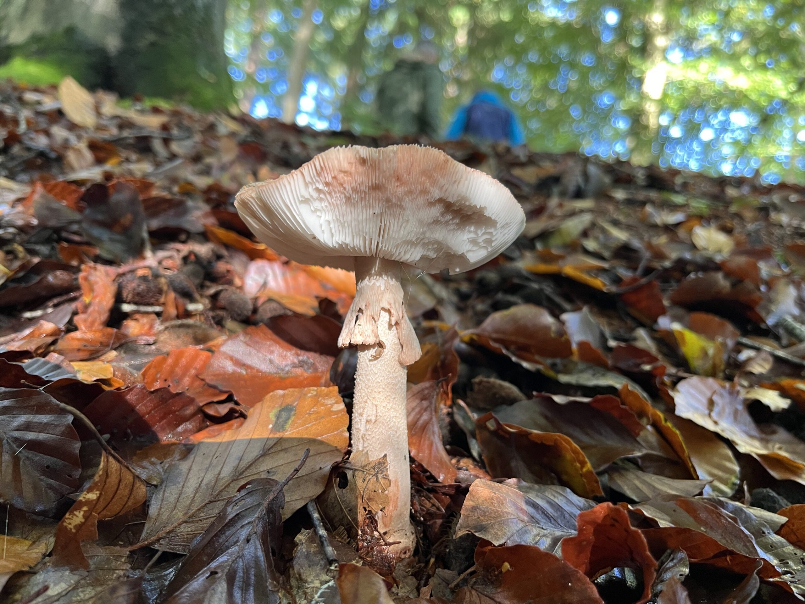 Paddenstoel op bosgrond bedekt met herfstbladeren, onder een groen bladerdak.