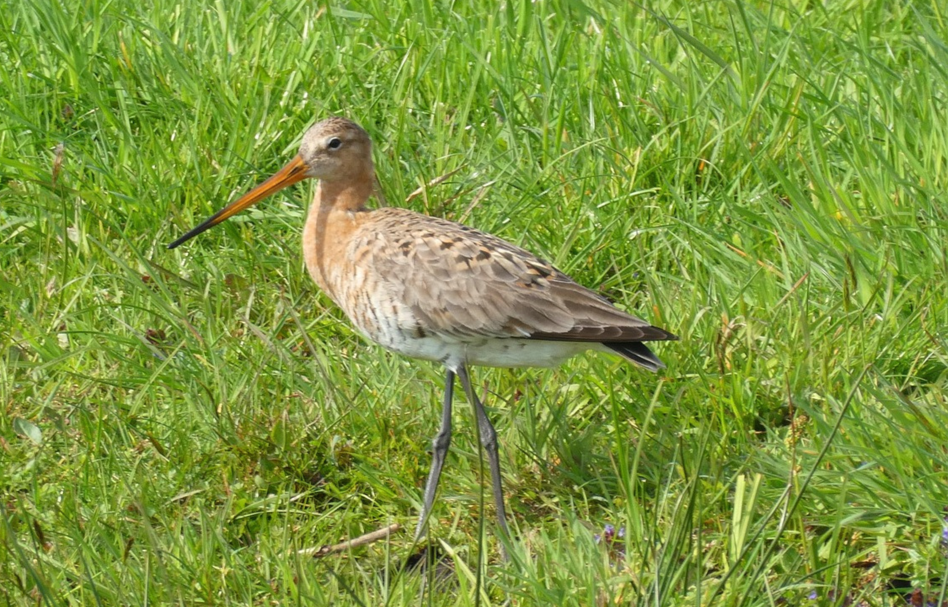 Grutto in groen gras, met lange poten en oranje snavel, kijkt naar links.