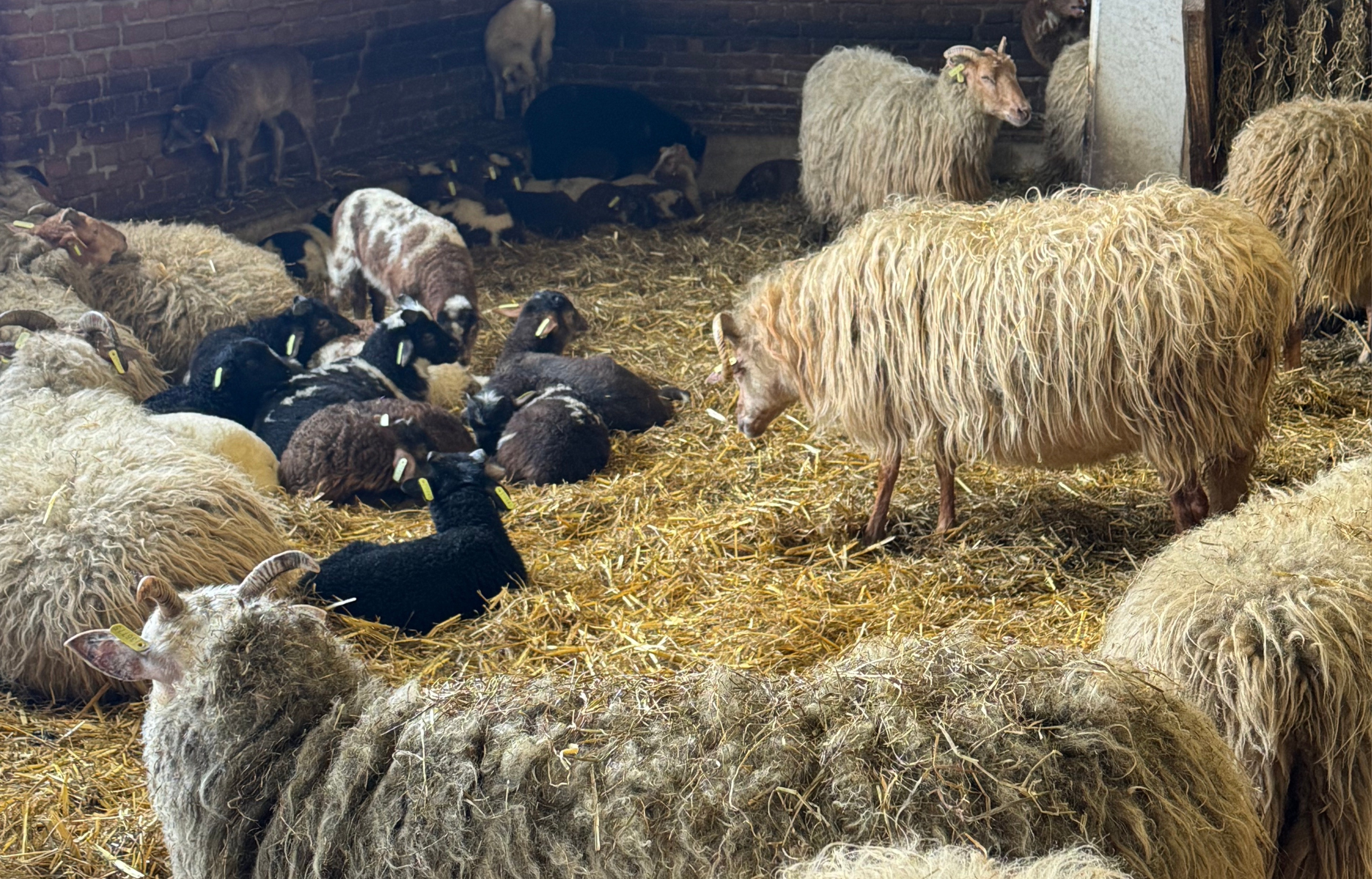 Schapen in een stal met stro, verschillende kleuren wol en oormerken.