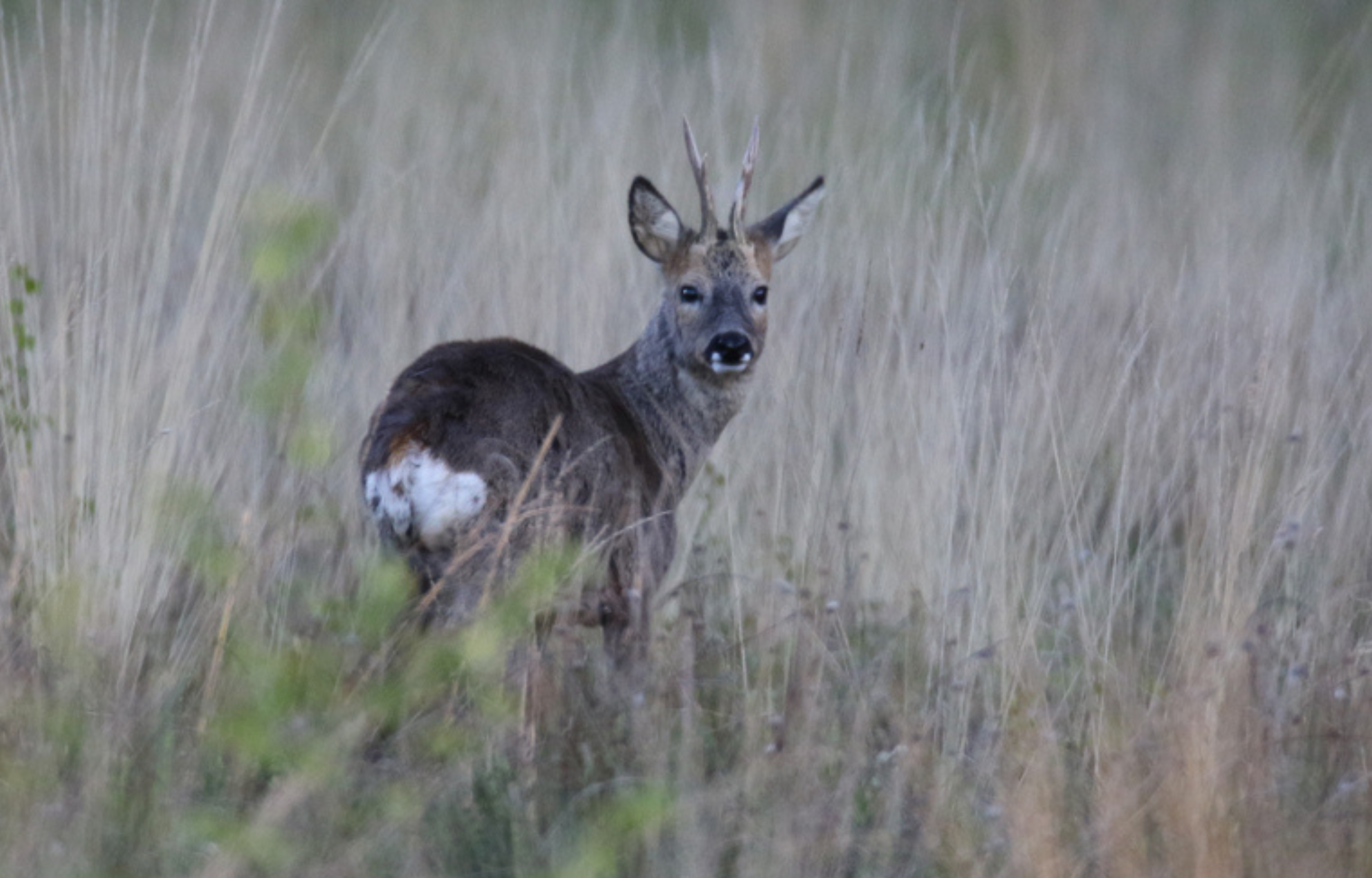 Een ree in hoog gras kijkt recht in de camera, met een wazige groene achtergrond.