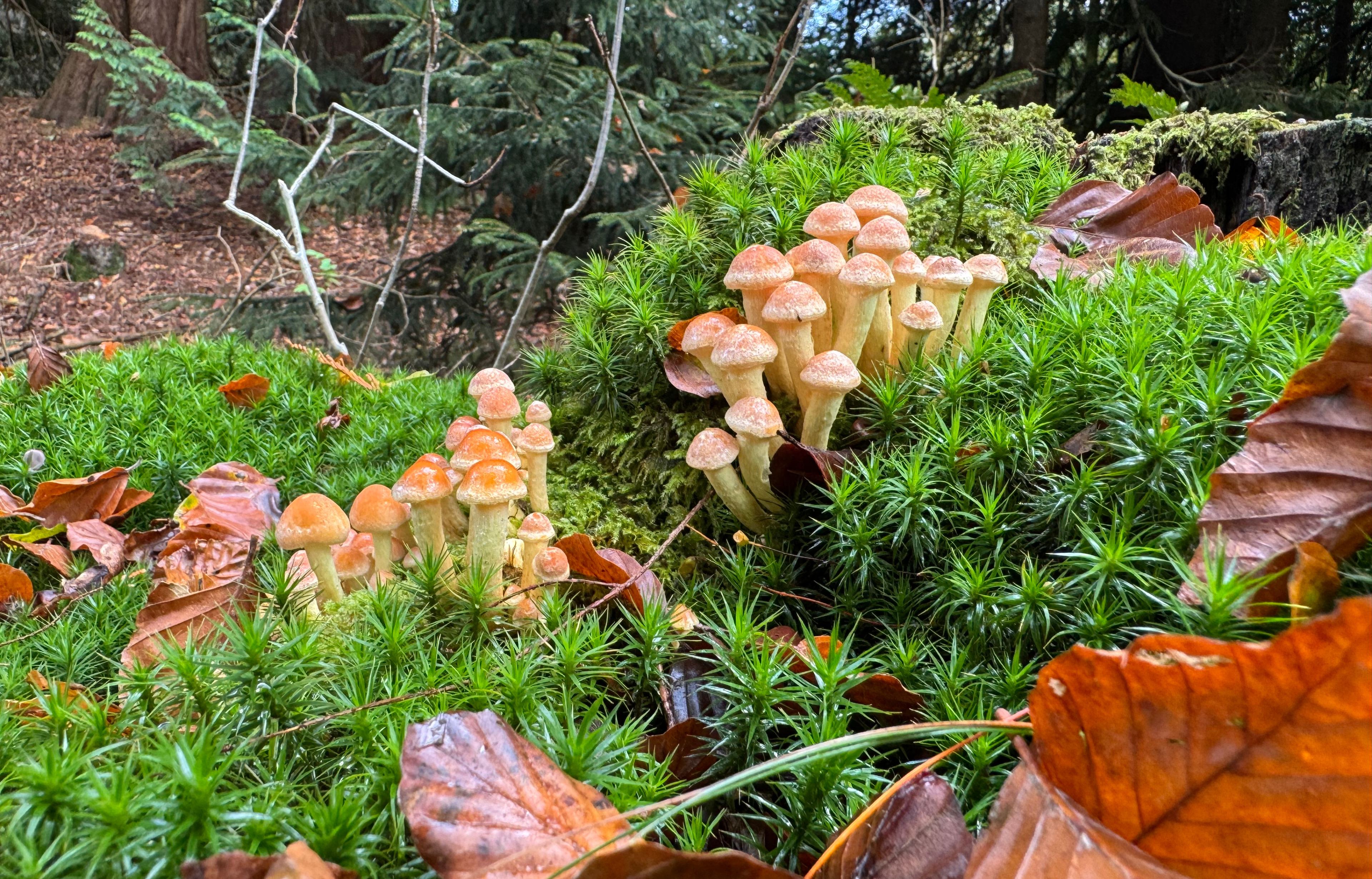 Paddenstoelen in een bos op groene mos, omringd door herfstbladeren en takken.