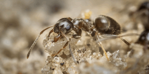 Mier draagt kristalachtig korrel op zandachtige ondergrond, close-upweergave.