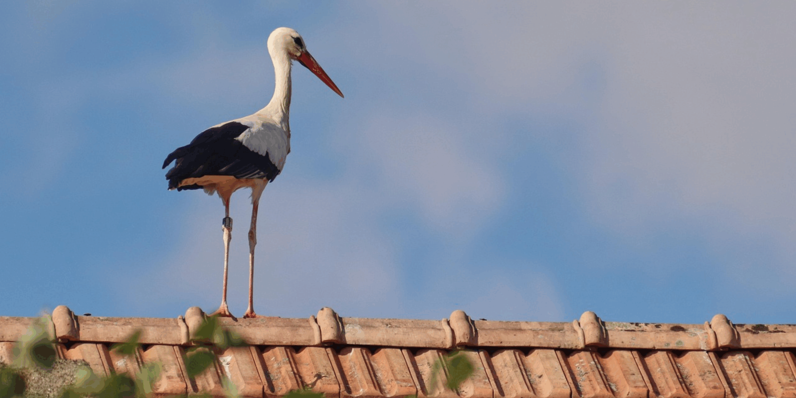 Ooievaar staat op een pannendak tegen een blauwe lucht.
