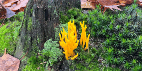 Felgele koraalzwam groeit op een begroeide, bemoste boomstronk in herfstbos.