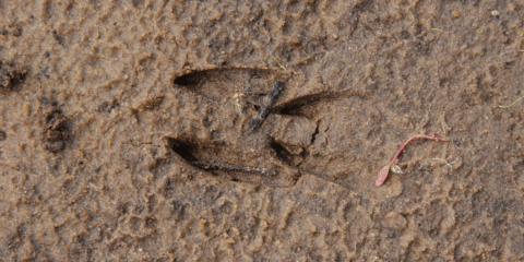 Afdruk van een hoefdier in natte modder met plantje ernaast.