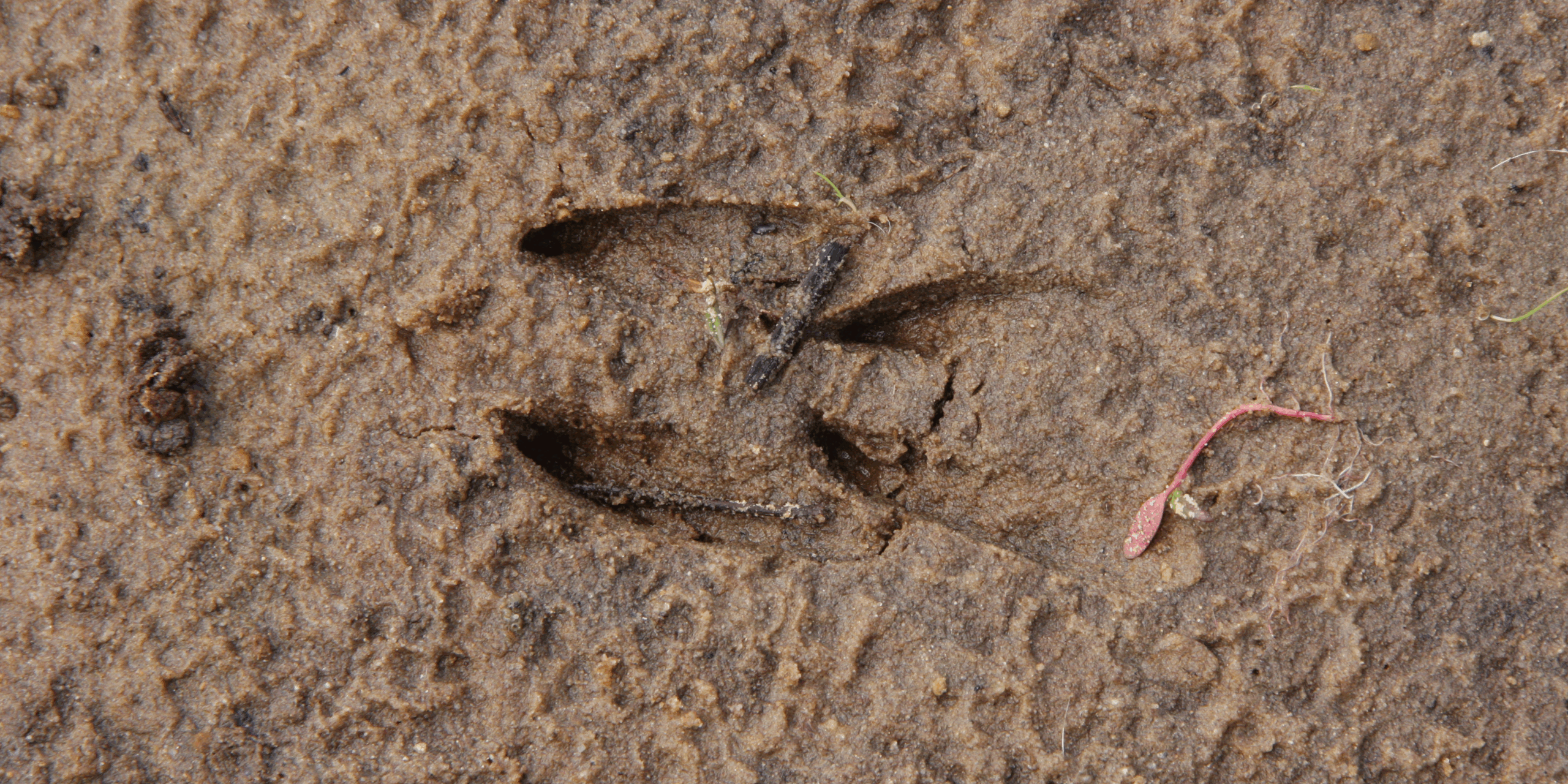 Afdruk van een hoefdier in natte modder met plantje ernaast.