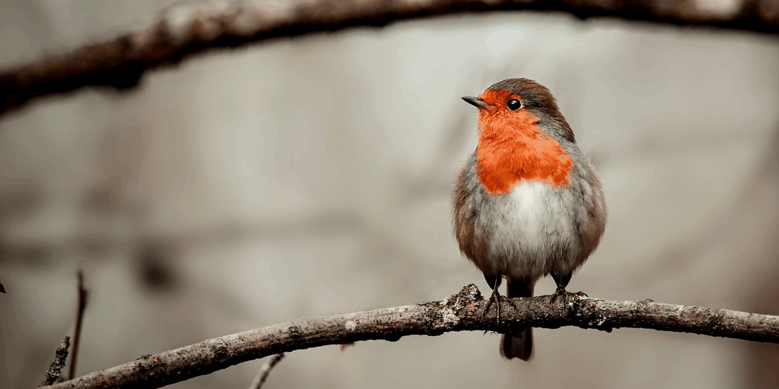 Roodborstje zit op een tak met een vage achtergrond.
