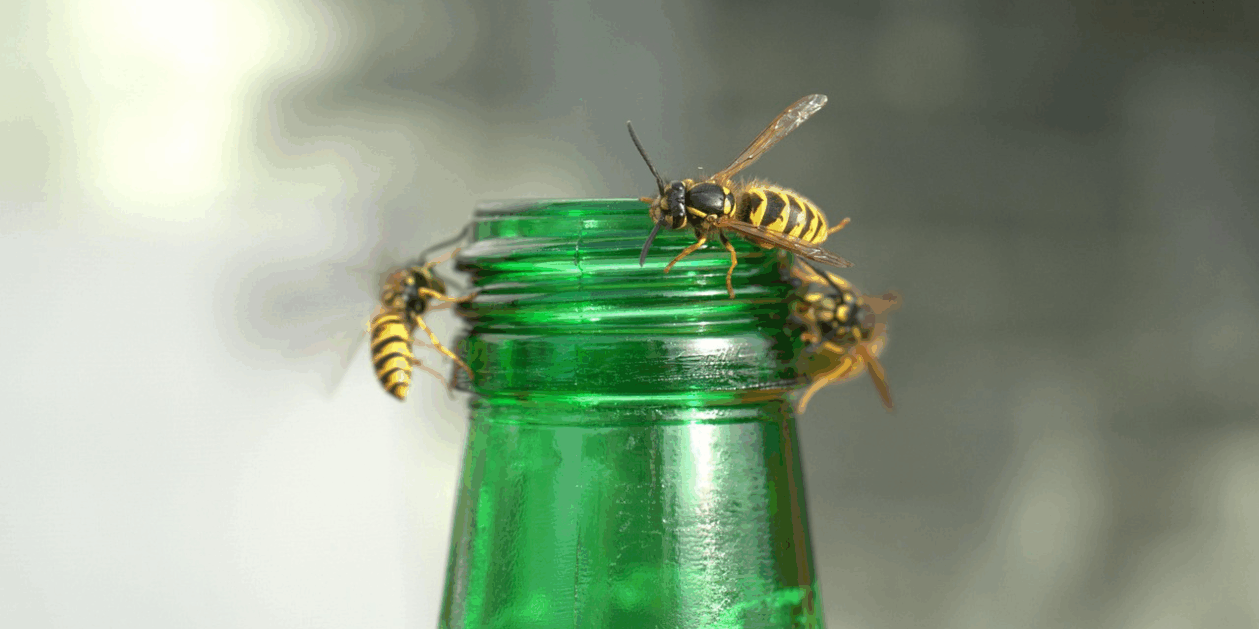 Wespen rond de dop van een groene glazen fles.