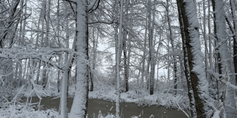 Besneeuwd bos bij een bevroren beekje, met kale bomen bedekt met dikke sneeuw.