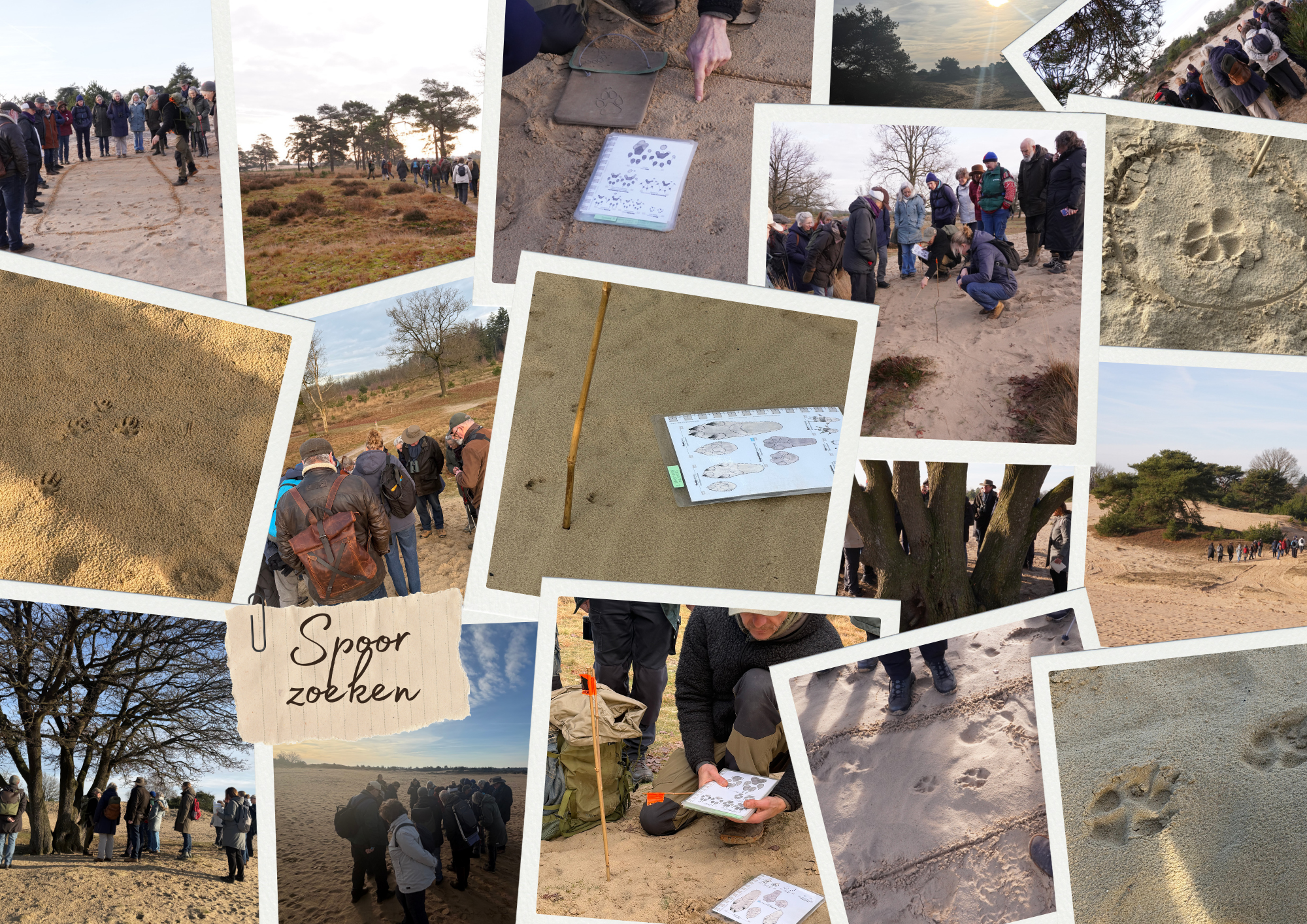 Collage van mensen die dieren- en voetafdrukken bestuderen in een zanderige, natuurlijke omgeving.