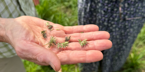 Hand met grashalmen in een groene buitenomgeving.