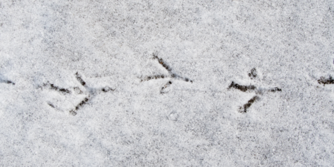 Vogelsporen in verse sneeuw op een winterse dag.