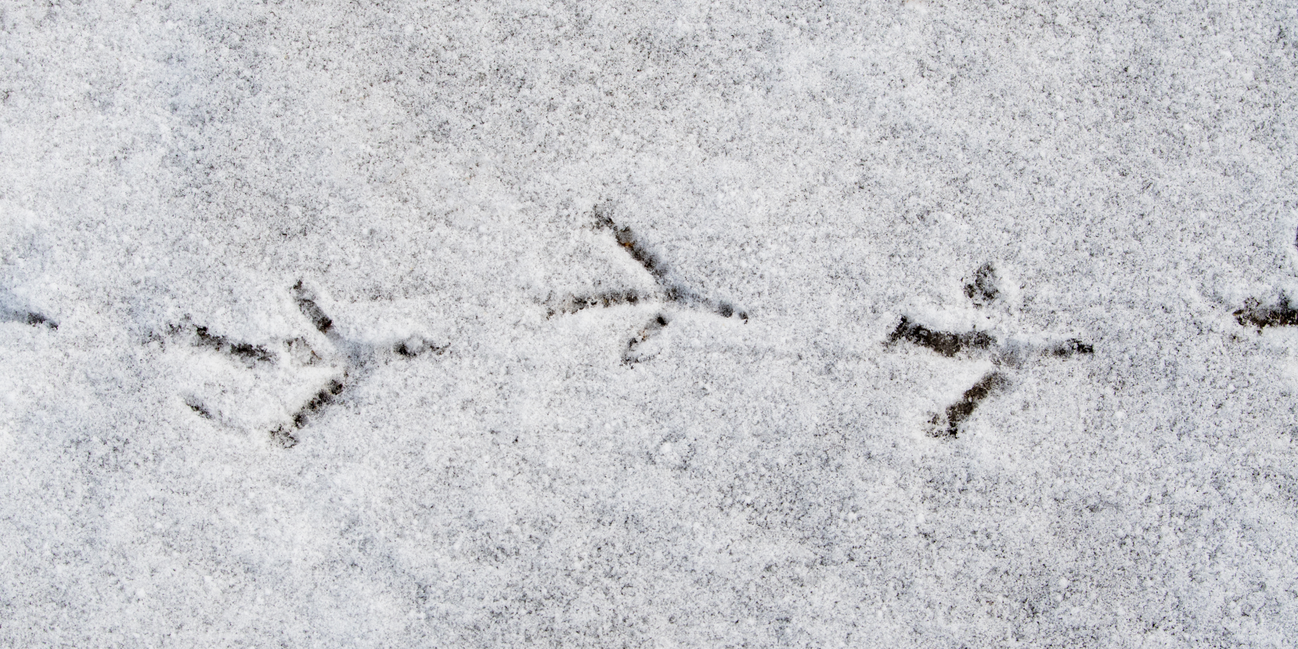 Vogelsporen in verse sneeuw op een winterse dag.