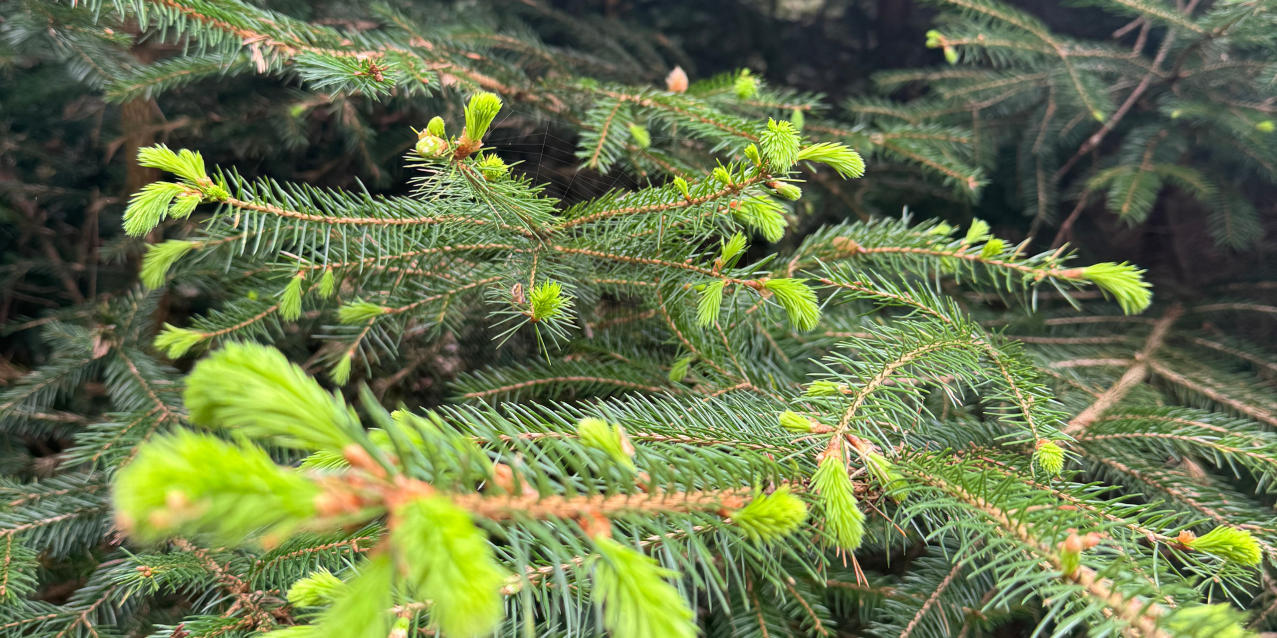 Jonge naalden groeien op groene dennenboomtakken, dicht vertakt en levendig van kleur.