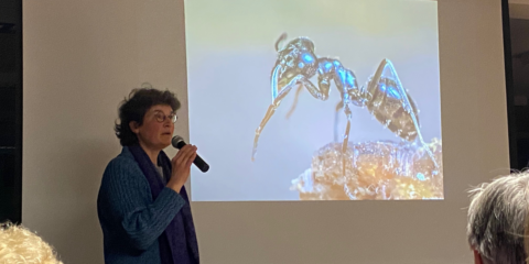 Persoon geeft presentatie over een projectie van een glanzende mier op een scherm.