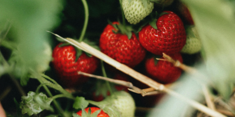 Rijpe en onrijpe aardbeien aan de plant tussen groene bladeren.