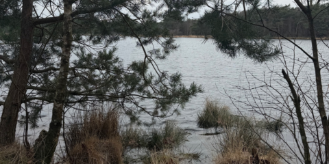 Boomtakken en gras langs een meer met rustig water, omringd door een bos.